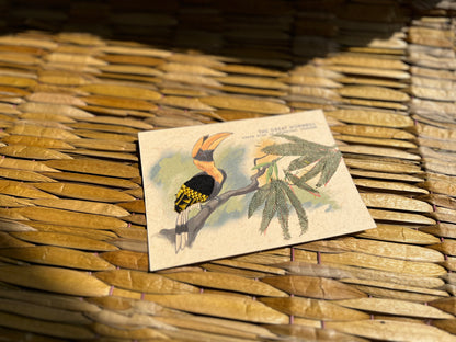Hornbill Postcard